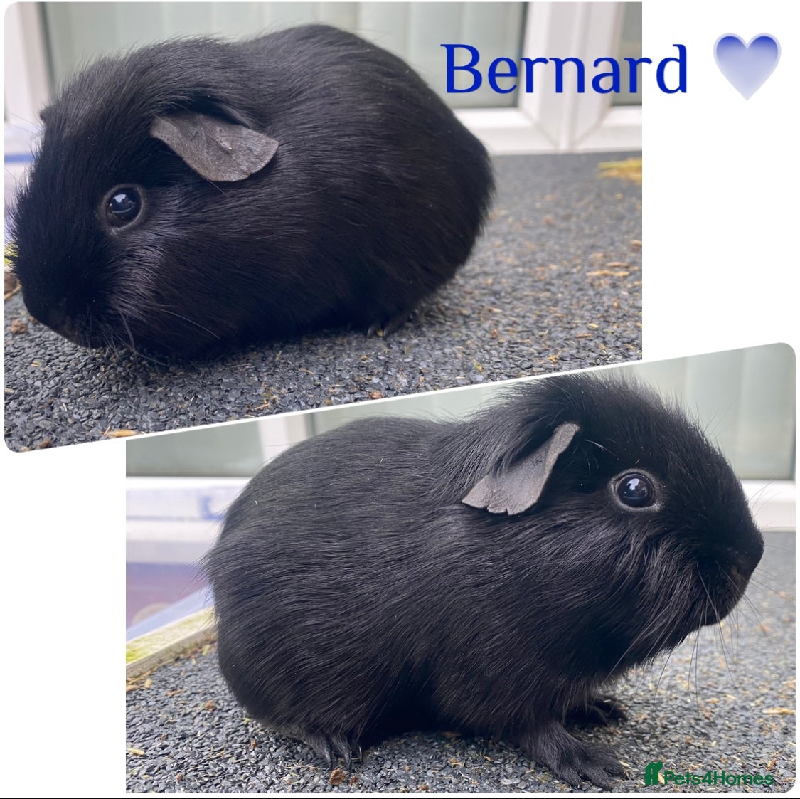 Guinea Pig rodents Pedigree blue carrier boy Guinea pig  - Advert 6