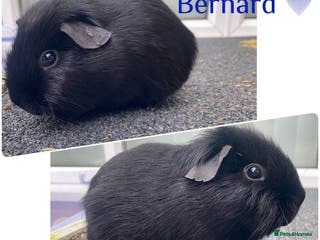 Guinea Pig rodents Pedigree blue carrier boy Guinea pig - Advert 6