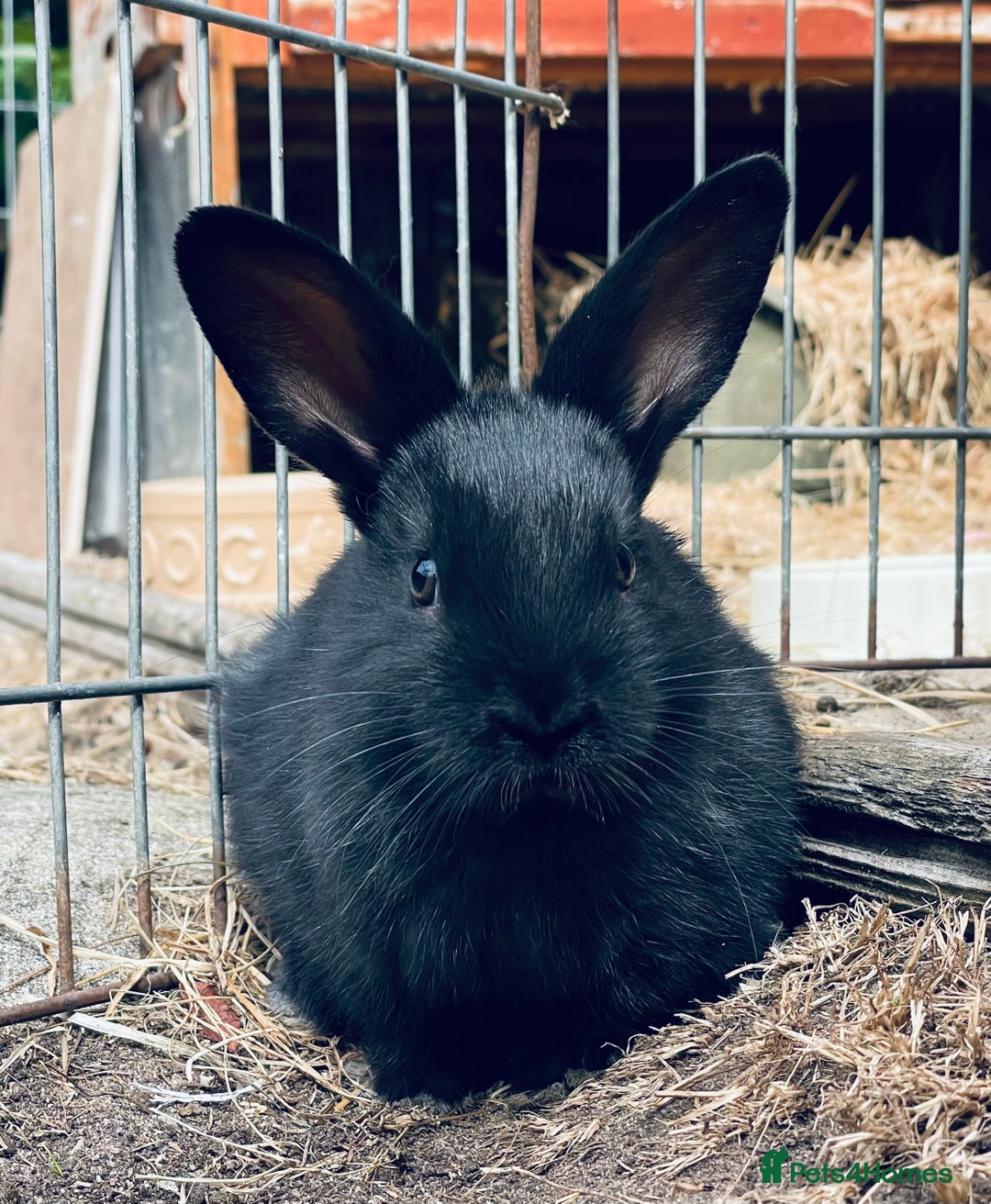 Mixed Breed rabbits for sale: Baby rabbits - Image 10