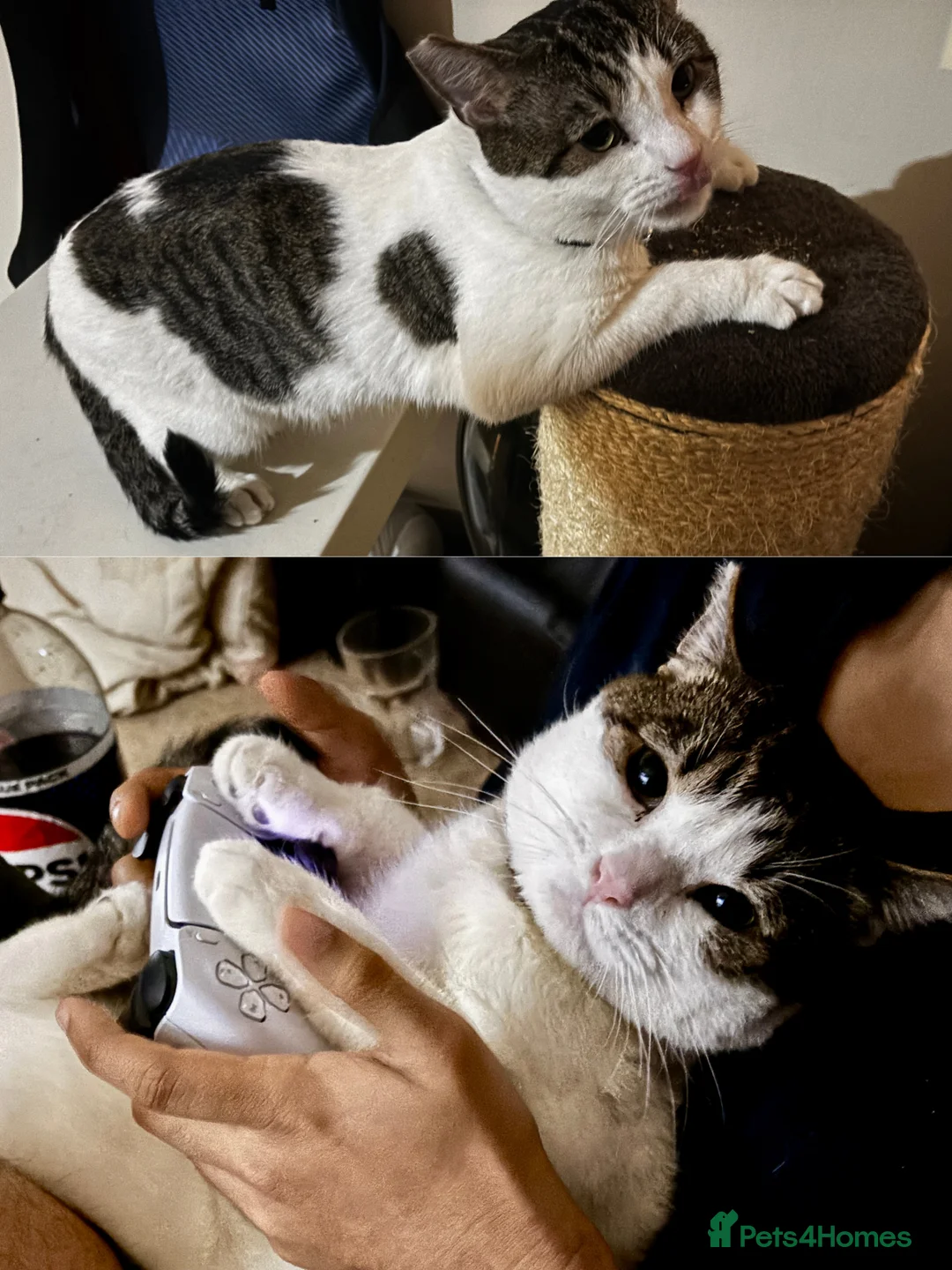 Mixed Breed cats for adoption: Life is a party with Scotch and Whisky! - Advert 2