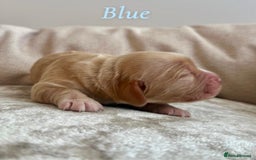 Cocker Spaniel dogs for sale: Top Quality KC Registered Show Cocker Spaniels - Image 3