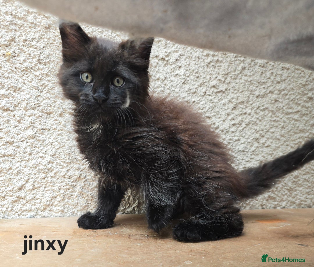 Maine Coon cats for sale: Maine Coon Kittens Polydactyl Russian line - Image 37