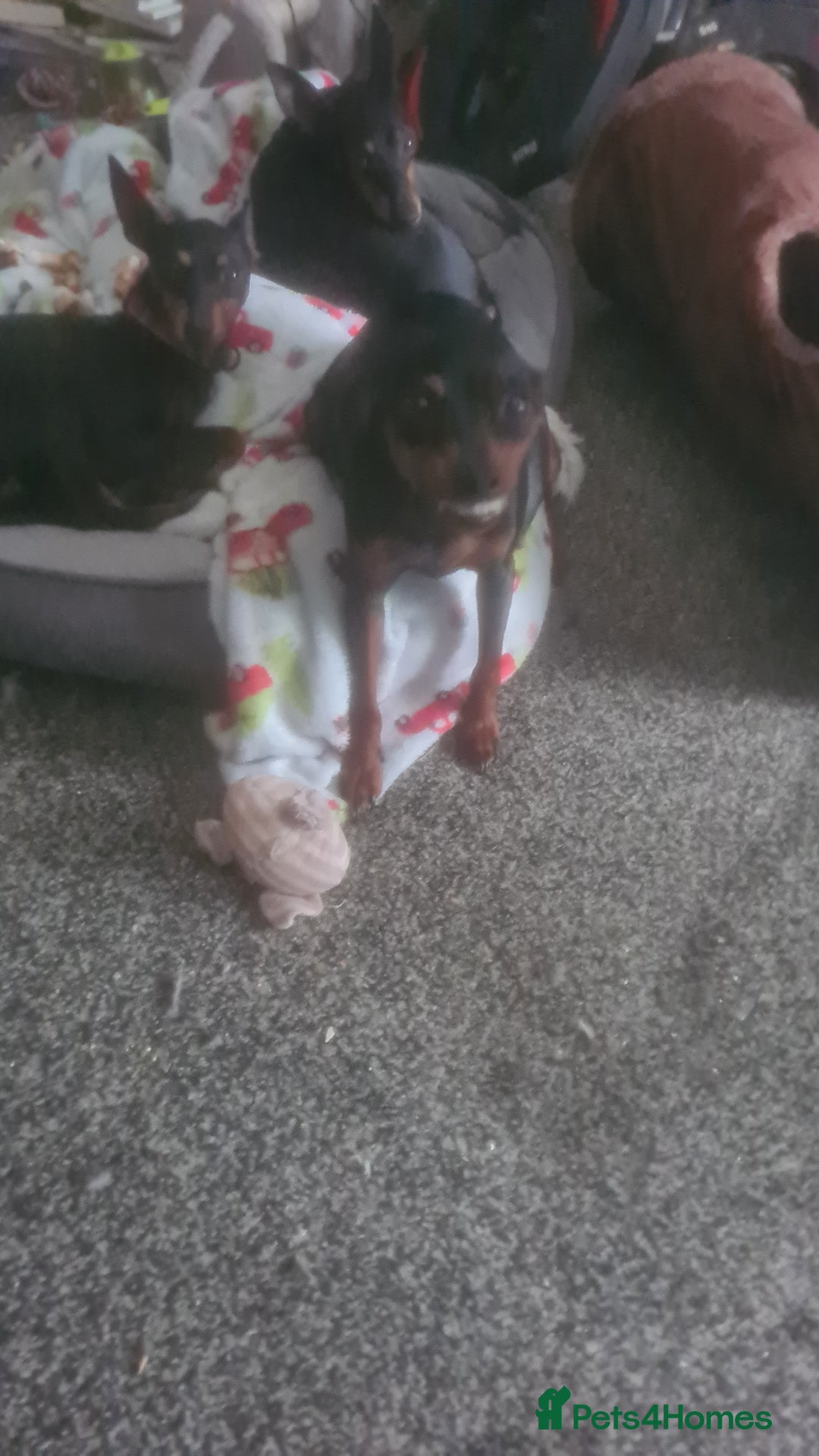 Mixed Breed dogs for sale: Toy Terrapin puppies for sale  - Image 7