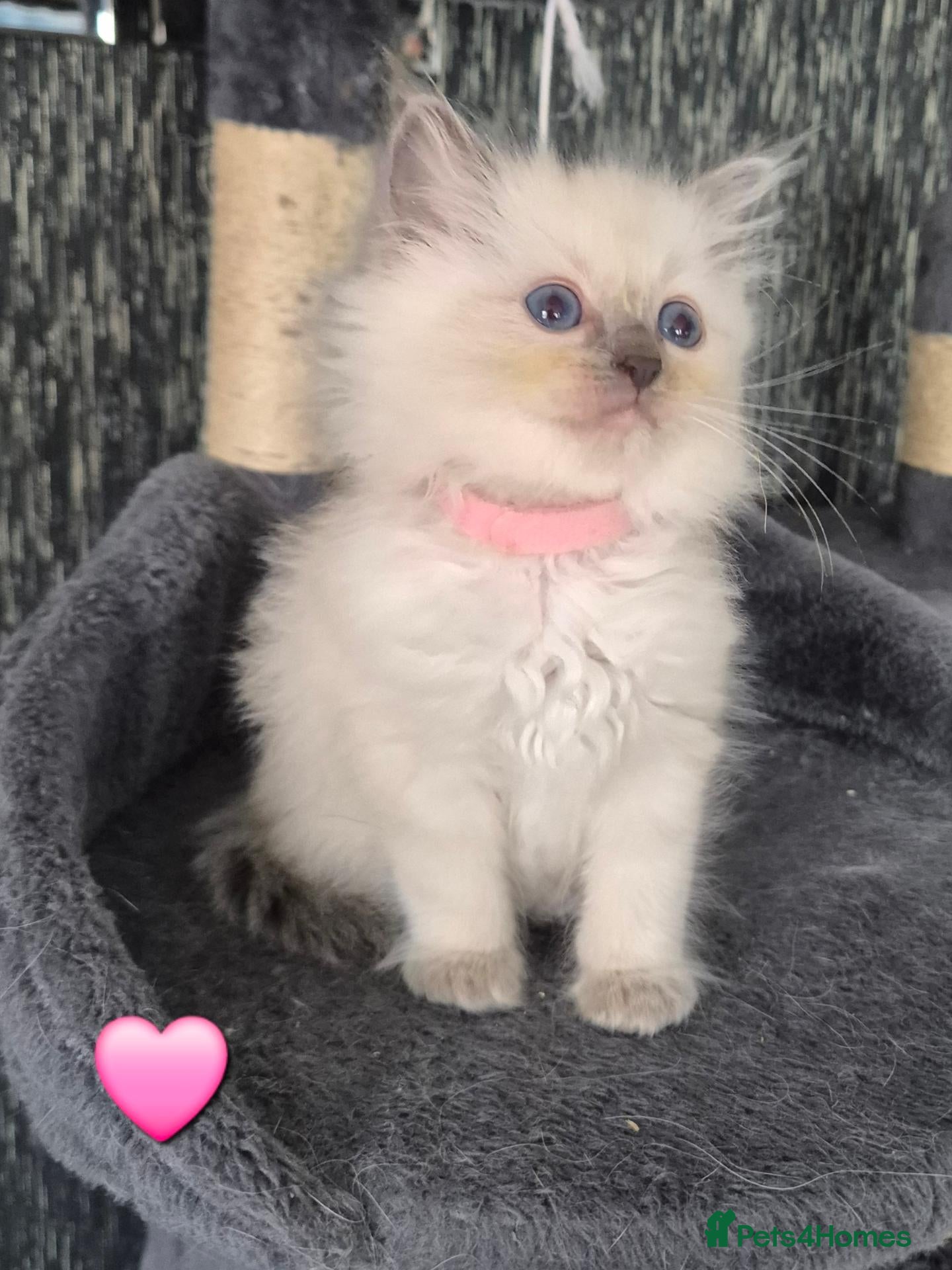 Ragdoll cats DNA tested Ragdoll kittens  - Advert 10