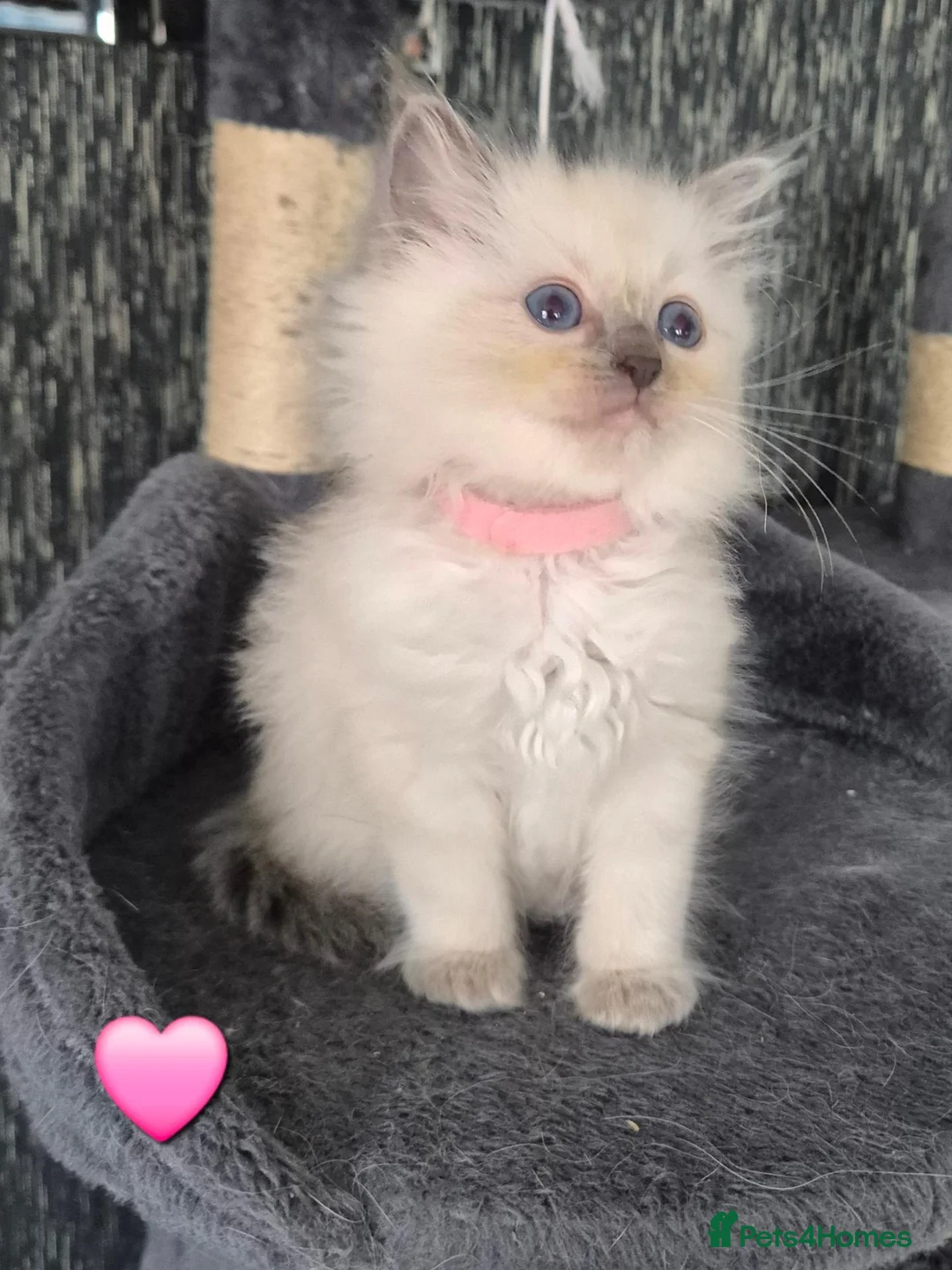 Ragdoll cats for sale: DNA tested Ragdoll kittens  - Advert 1