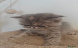 Exotic cats for sale: Exotic Shorthair Kittens - Image 3