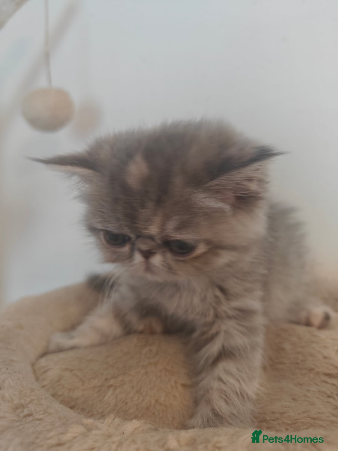 Exotic cats for sale: Exotic Shorthair Kittens - Image 3