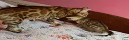 Mixed Breed cats for sale: Rare Torbie @75% Bengal Variants Kittens  - Advert 11