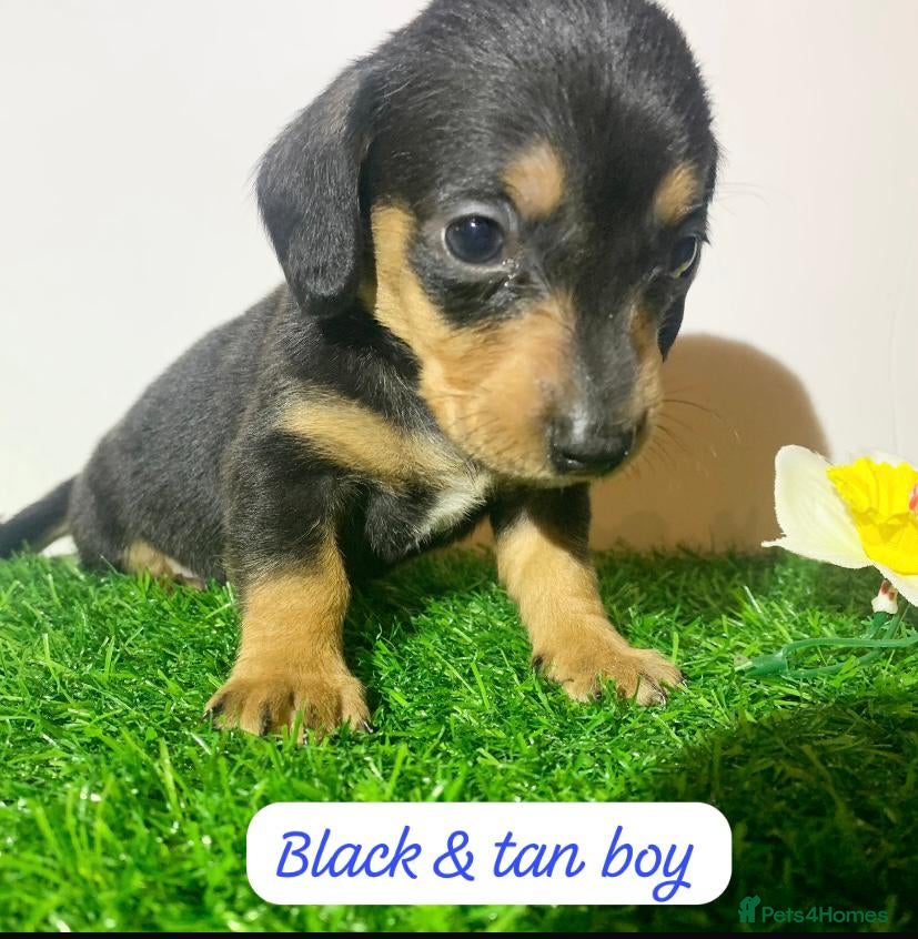 Miniature Dachshund dogs Miniature dashund puppies  - Advert 15