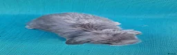 Mini Lop rabbits for sale: Mini lop babies - Advert 9