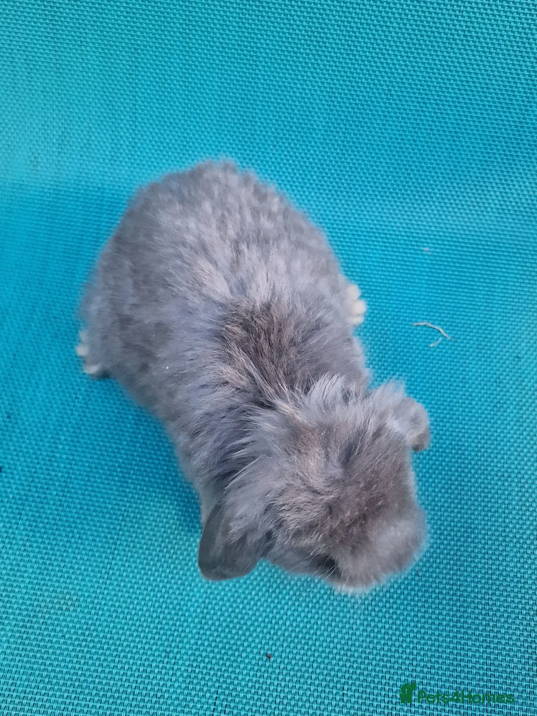Mini Lop rabbits for sale: Mini lop babies - Advert 9
