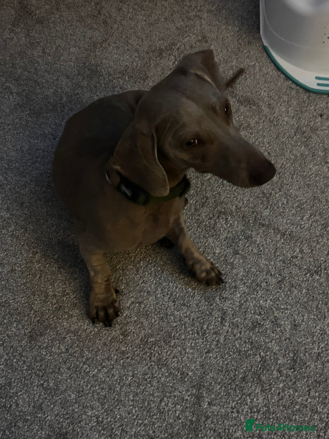 Dachshund dogs for sale: Dachshund  - Image 3