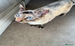 Siamese cats for sale: Bonded pair for rehoming  - Image 3