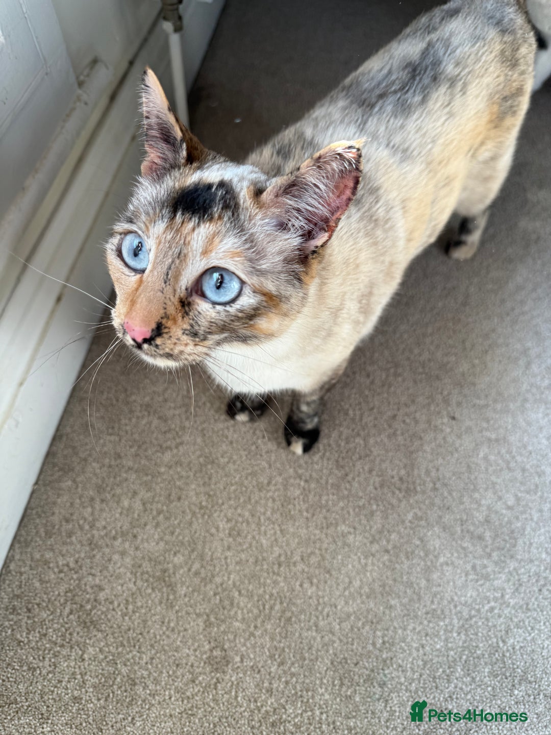 Siamese cats for sale: Bonded pair for rehoming  - Image 3