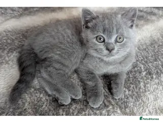 British Shorthair cats Last friendly girl-pure BSH parents pedigree - Advert 1