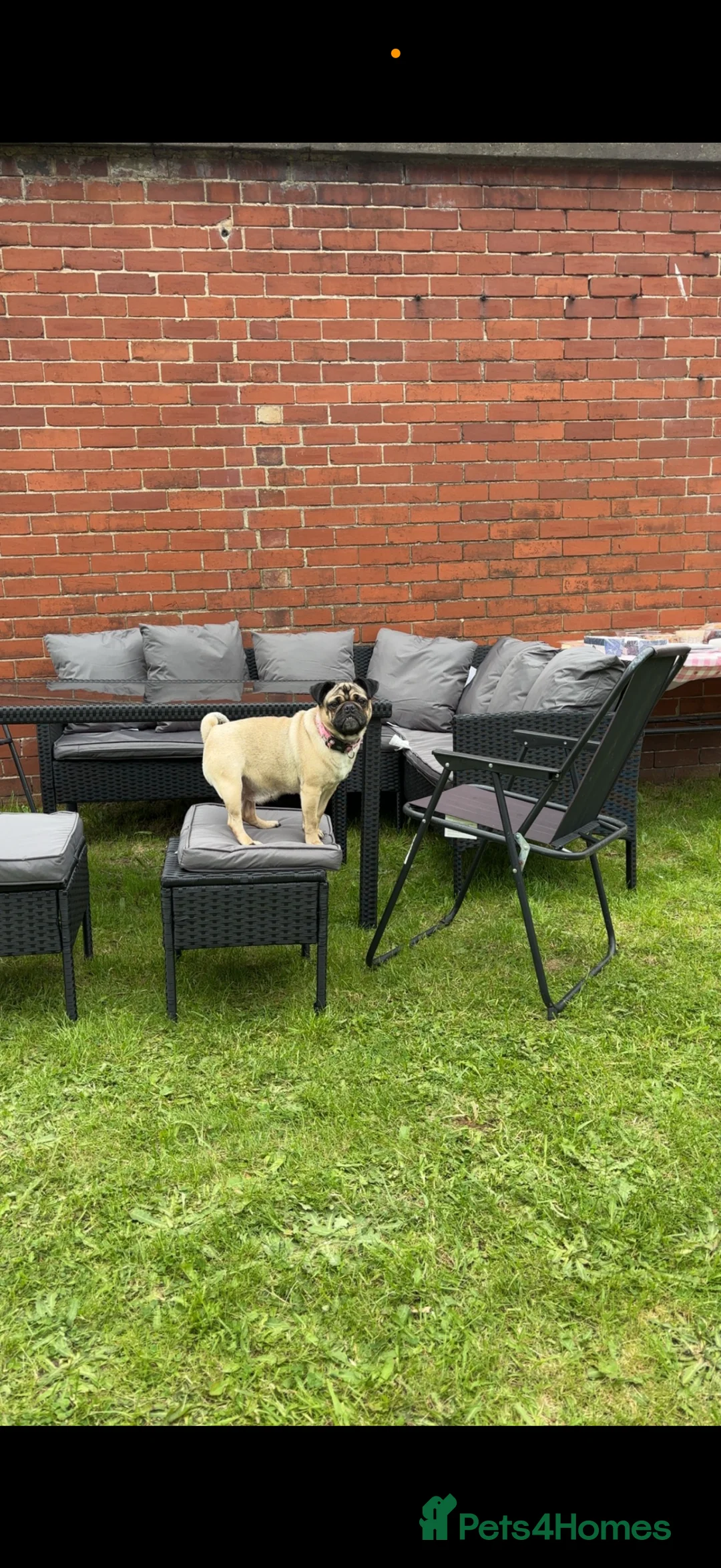 Pug dogs for sale: 🐾 Loving Home Needed for Minnie 🐾 - Advert 5