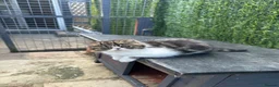 Exotic cats for sale: Hello my name is Agnus - Advert 11