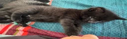Domestic Shorthair cats for sale: White and black kittens (Currently 1 month) in Croydon - Advert 14