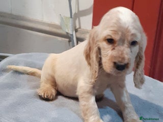 Cocker Spaniel dogs Adorable KC show cocker spaniels - Advert 6