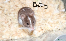 Hamster rodents for sale: Syrian Hamsters - various ages and cage - Image 3