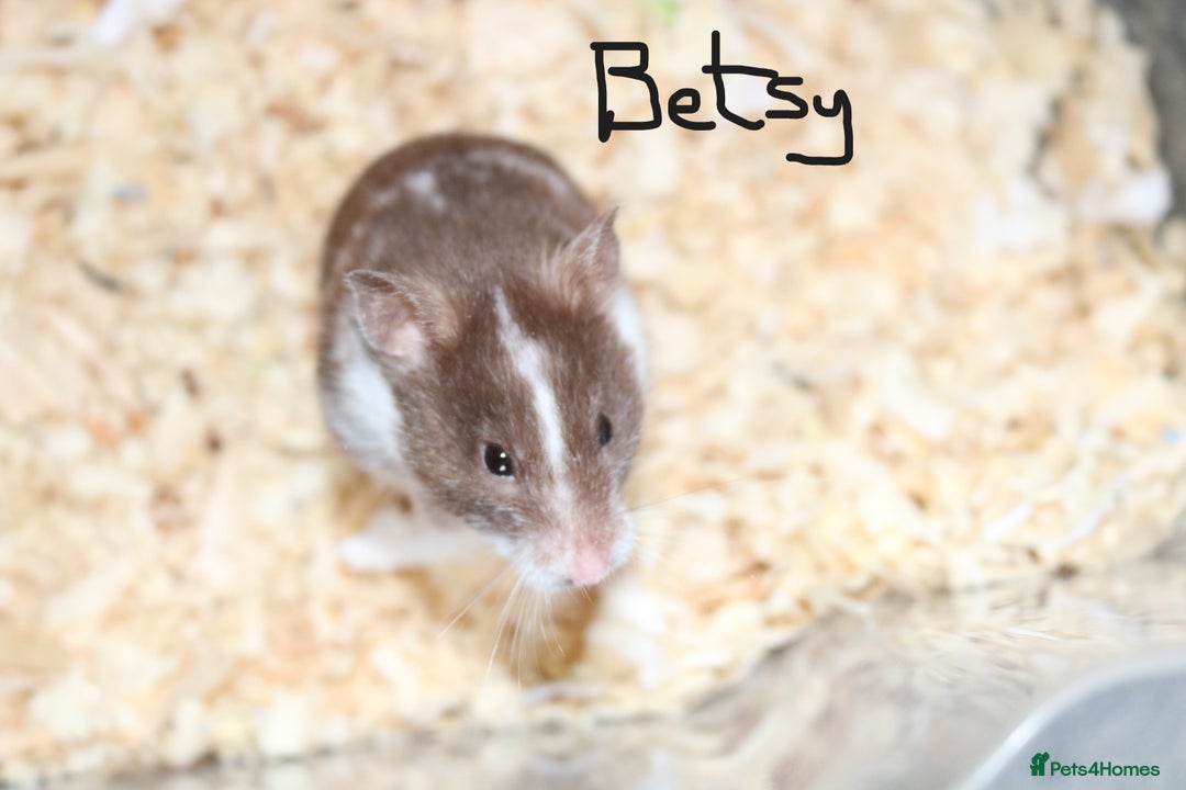 Hamster rodents for sale: Syrian Hamsters - various ages and cage - Image 3