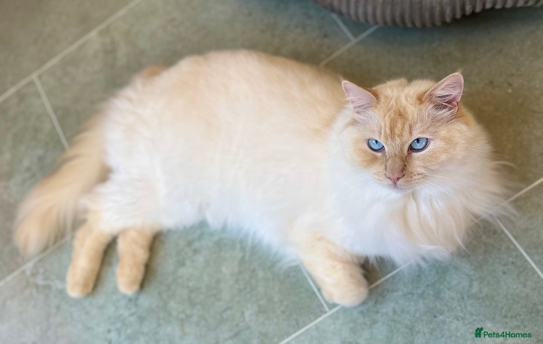 Ragdoll cats for sale: Stunning TICA reg Flame/Cream Boy - Image 39