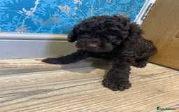 Labradoodle dogs for sale: Mini miniature multigen labradoodle puppies in Chard - Image 8