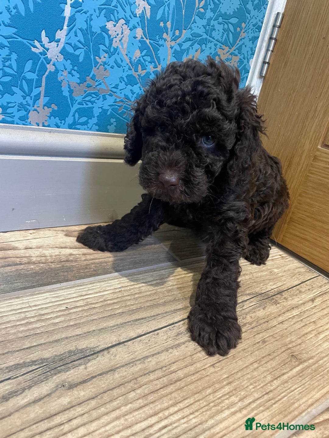Labradoodle dogs for sale: Mini miniature multigen labradoodle puppies in Chard - Image 8