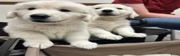 Golden Retriever dogs for sale: Golden retriever puppies  in Glossop - Advert 3