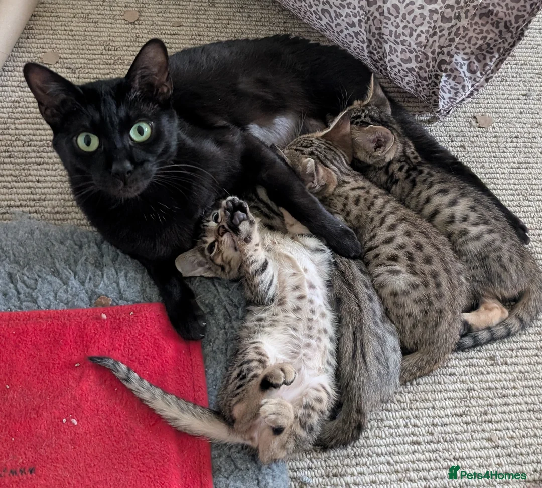 Savannah cats for sale: Stunning, affectionate, TICA f5sbt Savannahs - Advert 2