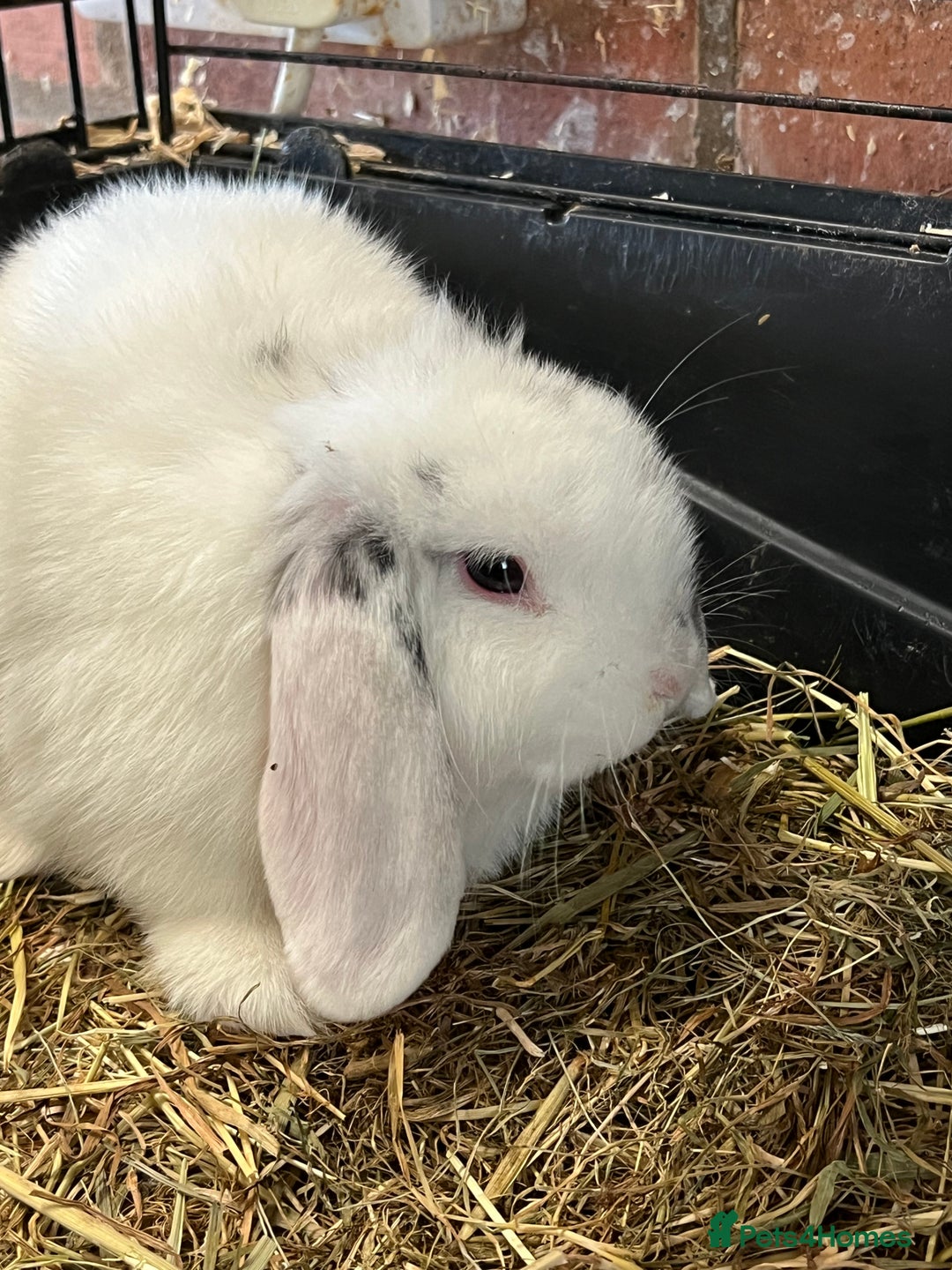 Mini Lop rabbits for sale: Mini Lop Baby Boys - Image 15