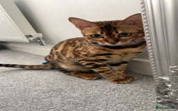 Bengal cats for sale: Lovely bengal female - Image 2