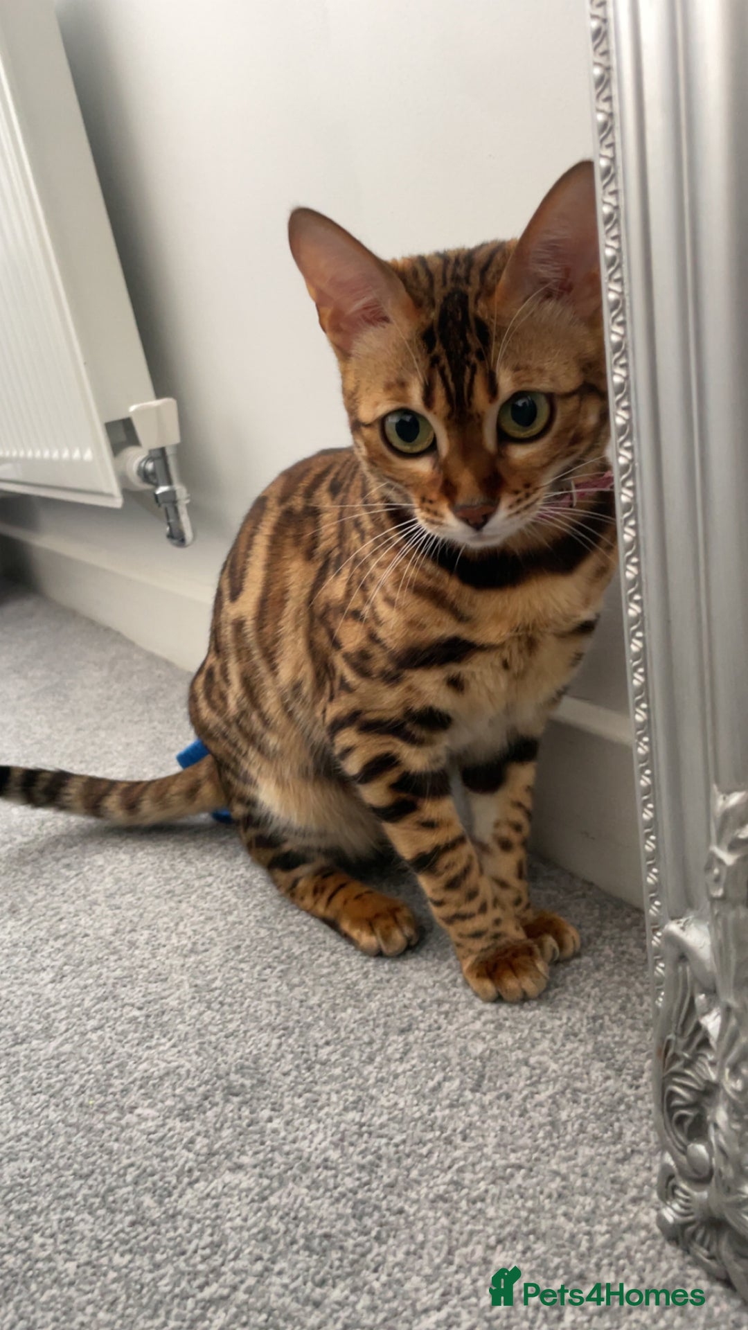 Bengal cats for sale: Lovely bengal female - Image 2