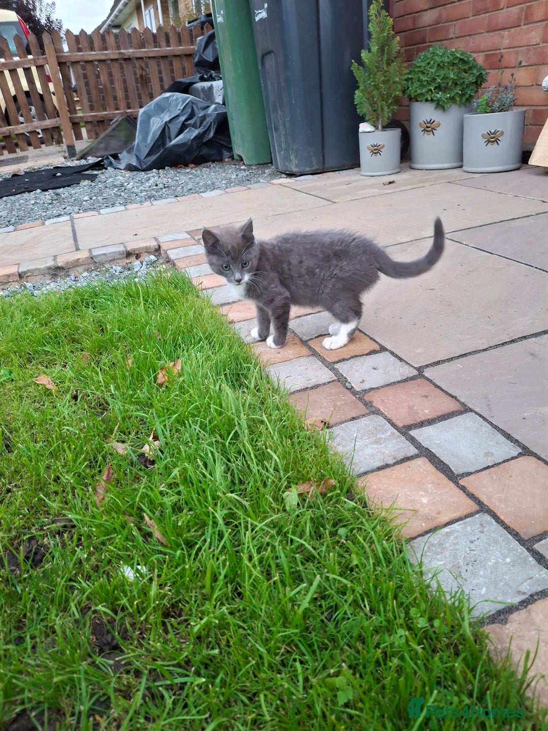 Mixed Breed cats for sale: Grey kittens  - Image 3