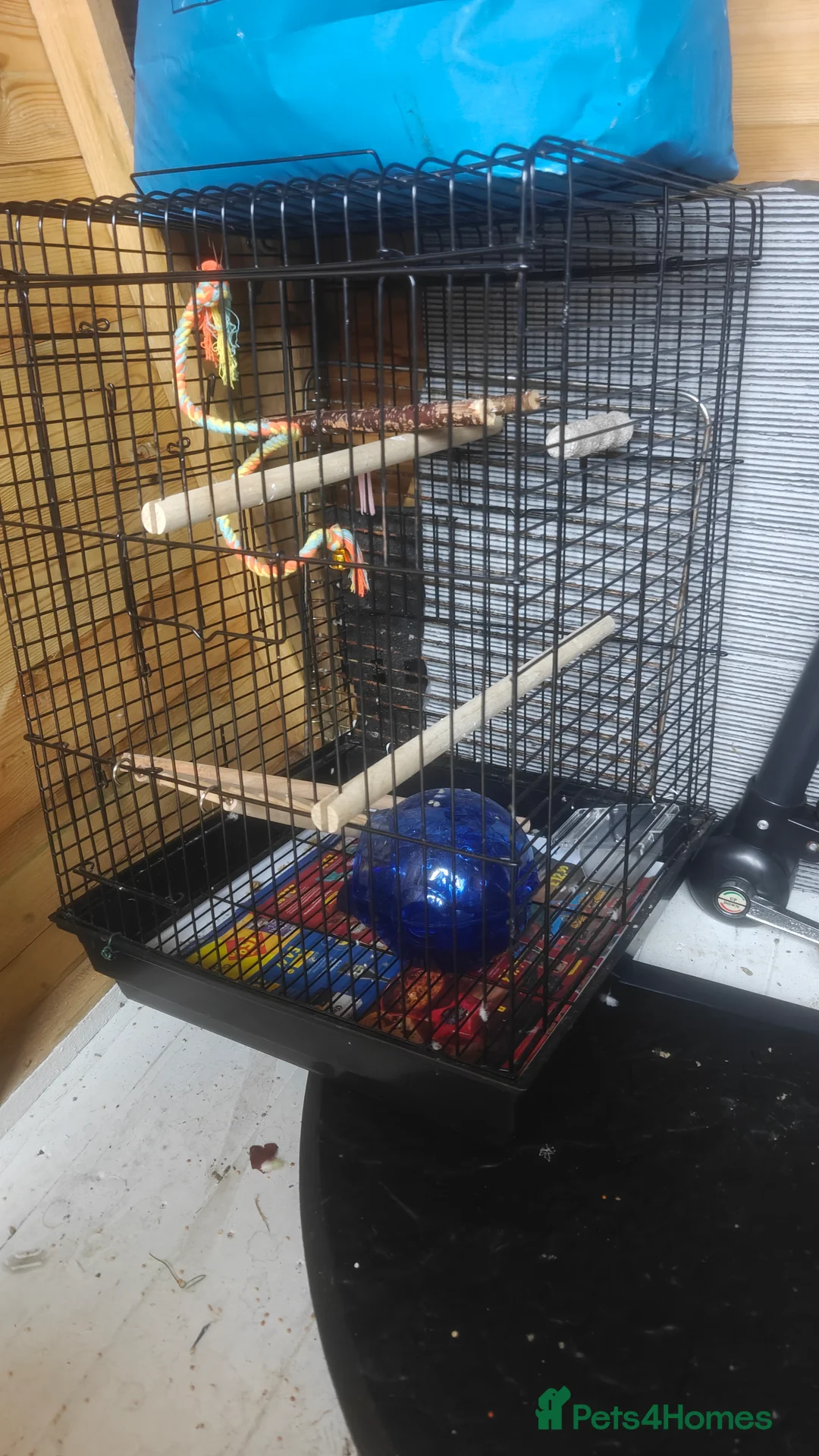 Budgerigars birds for sale: 2 budgies (girl+boy) and 1 or 2 cages for sale - Advert 2