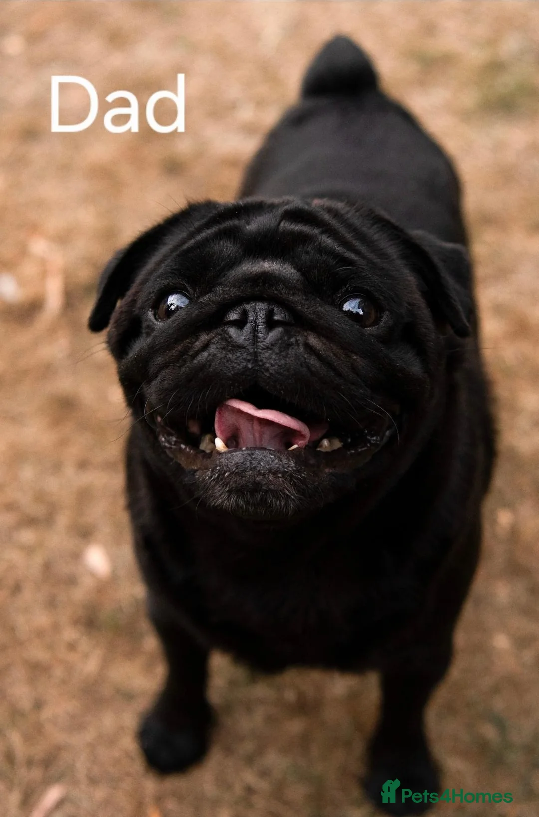Pug dogs for sale: Pug puppies - Advert 2