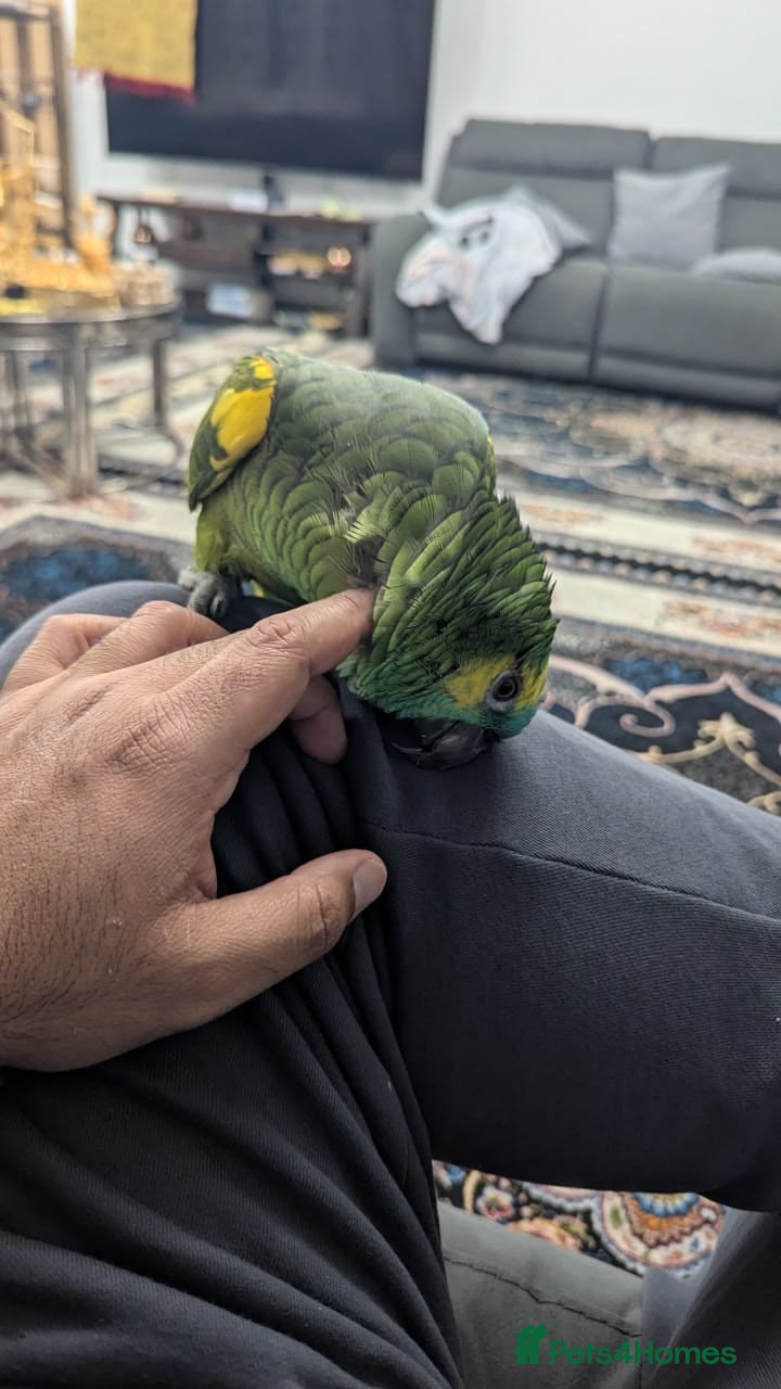 Budgerigars birds Exceptional Talking Green Parrot 100 Word  Friendl - Advert 1