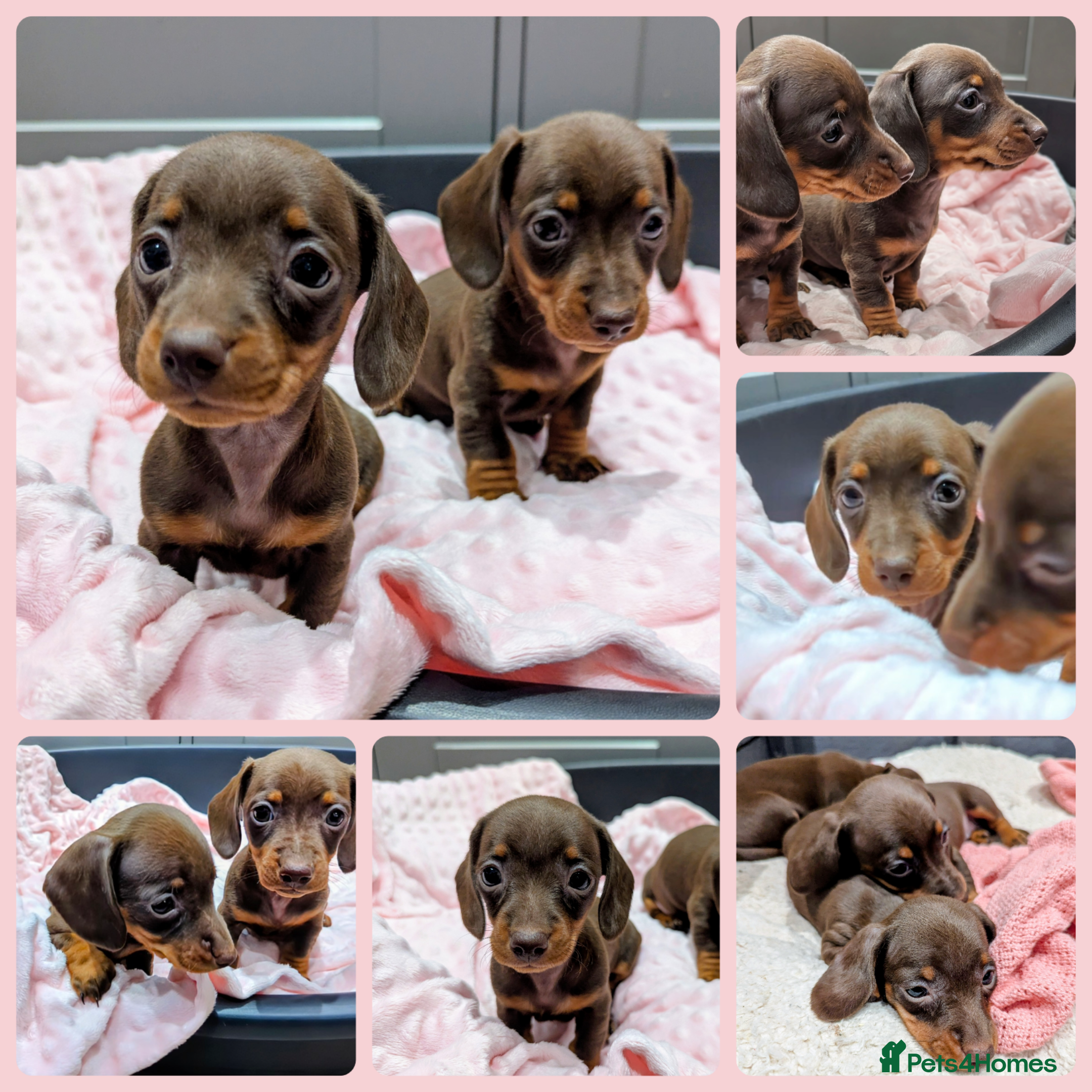 Miniature Dachshund dogs Beautiful Miniature Dachshund *one little girl* - Advert 1