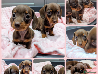 Miniature Dachshund dogs Beautiful KC Reg Smooth Haired Miniature Dachshund - Advert 4