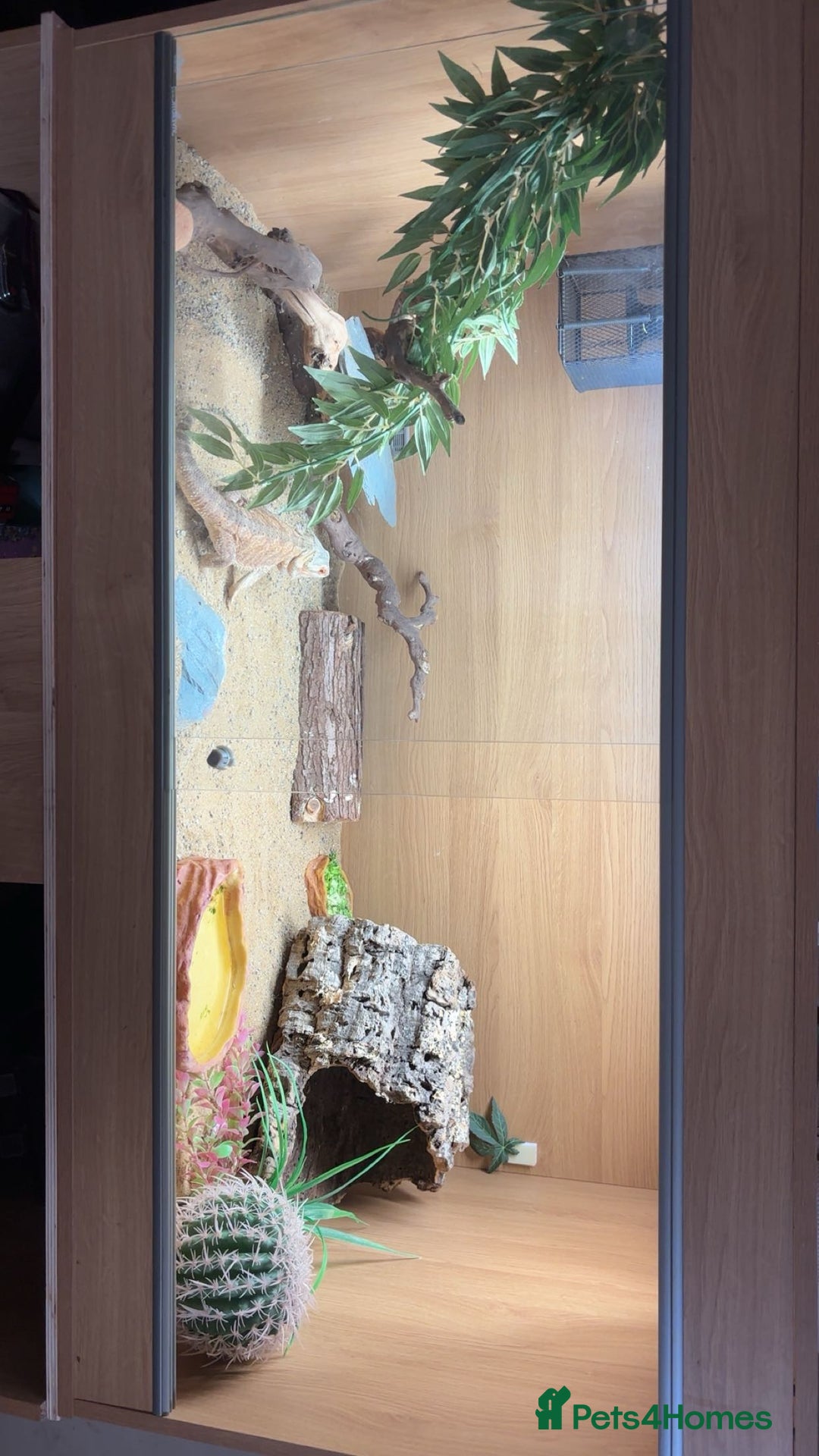 Bearded Dragon reptiles for sale: Bearded dragon and set up - Image 2