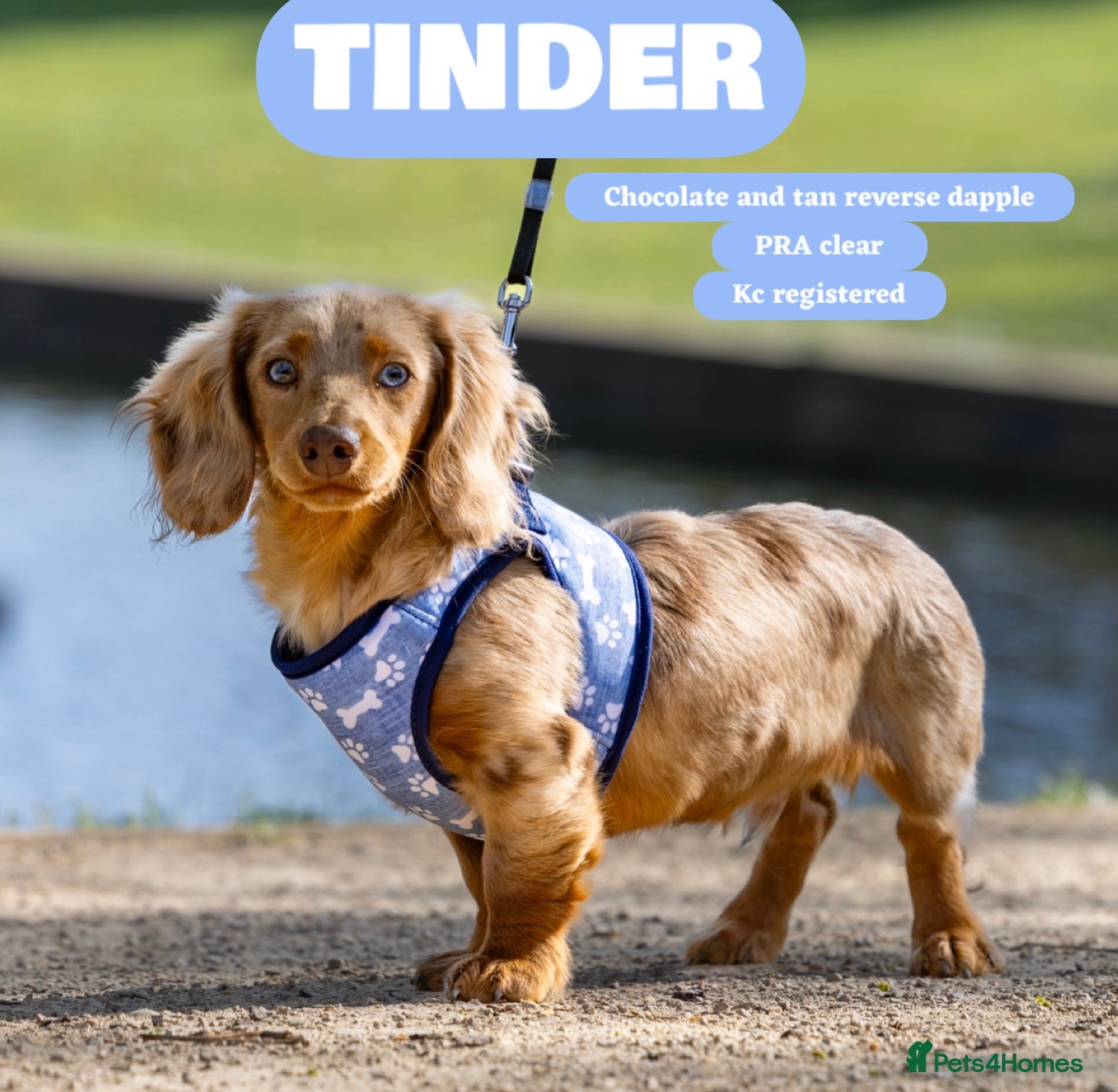 Miniature Dachshund dogs TINDER longhair chocolate dapple for stud  - Advert 2