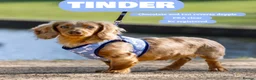 Miniature Dachshund dogs for stud: TINDER longhair chocolate dapple for stud  - Advert 1