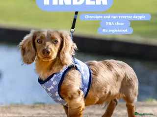 Miniature Dachshund dogs TINDER longhair chocolate dapple for stud - Advert 2