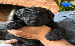 Labradoodle dogs for sale: Labradoodle Puppies 10 weeks 14 Nov 25 - Image 21