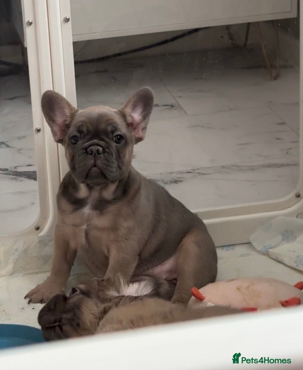 French Bulldog dogs Fluffy carrier French bulldog - Advert 2