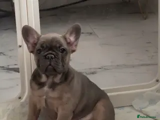 French Bulldog dogs Fluffy carrier French bulldog - Advert 2