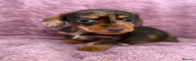 Dachshund Puppy 2