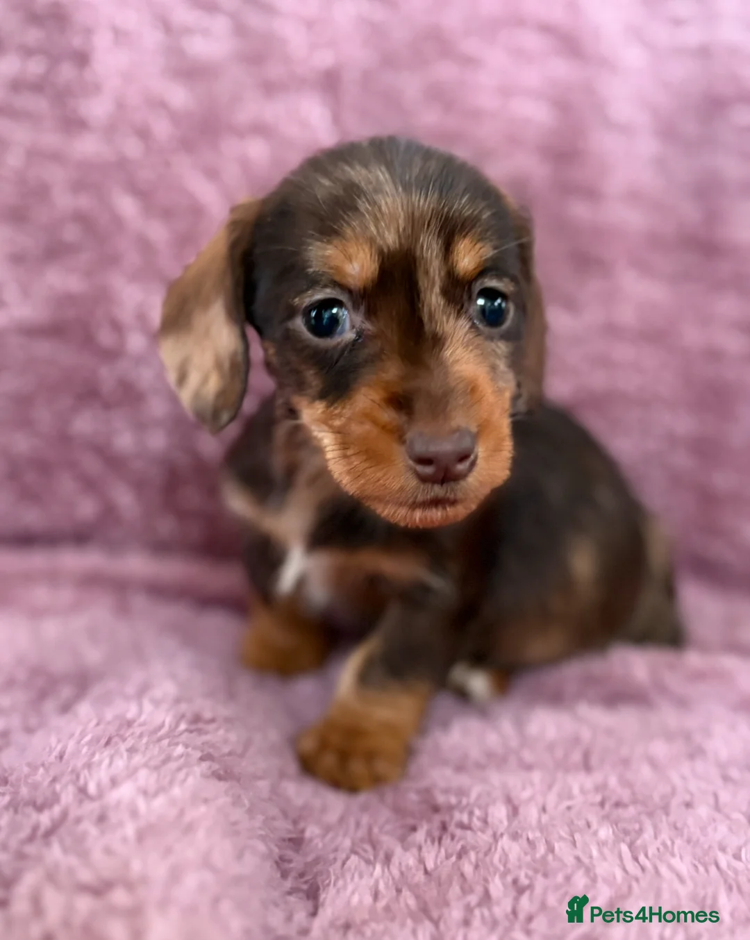 Dachshund dogs for sale: 1 available Kc miniature wire hair dachshunds  - Advert 6