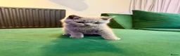 British Shorthair cats for sale: Full Pedigree British Shorthair Kittens  - Advert 10