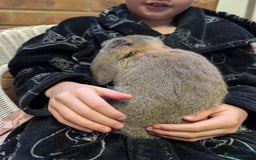 German Lop rabbits for sale: German Lop Rabbits - 10 week old babies - Image 5